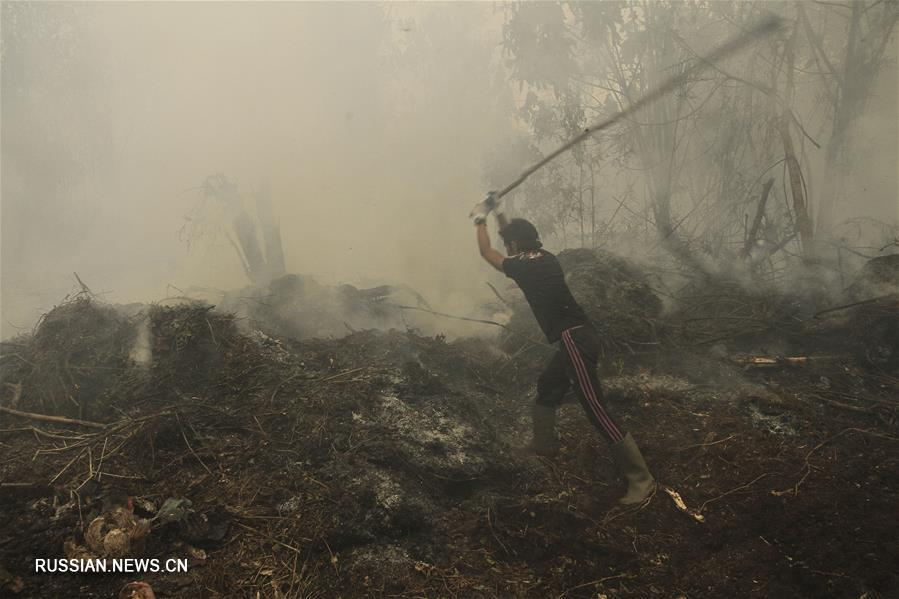 Massive fires in Indonesia - , Fire, Indonesia, Peace, Irresponsibility, Longpost, Terrorism