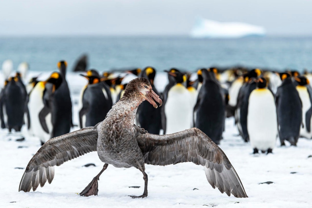 Look at me, i am bird - Птицы, Пингвины, Буревестник, Фотография