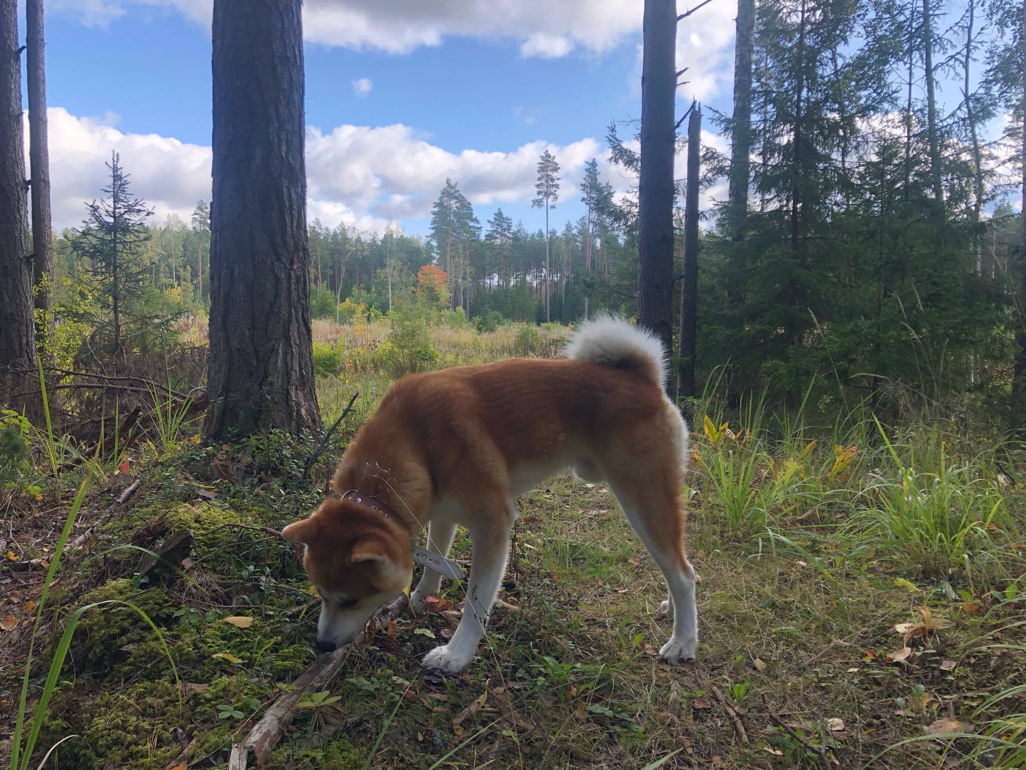 In the forest near the Gulf of Finland - My, Akita inu, Porcini, Estonia, Longpost