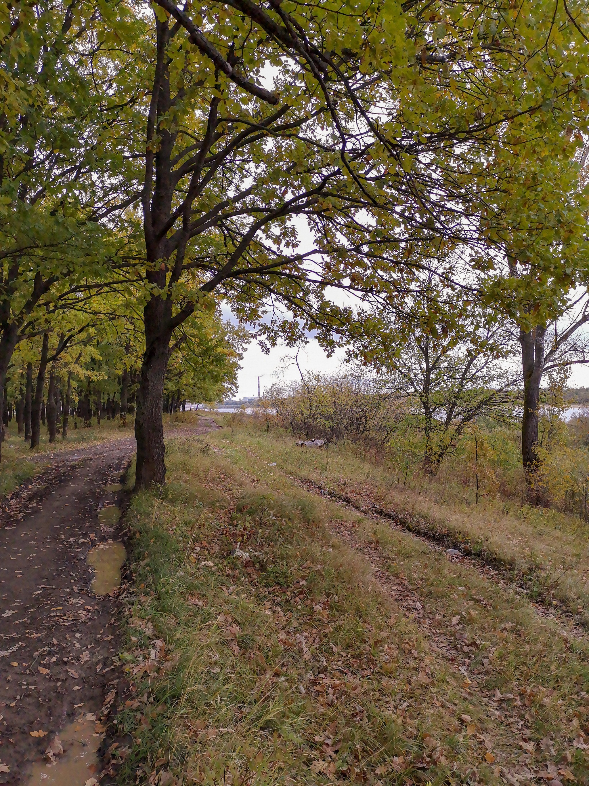 Autumn rainy - My, Mobile photography, Nature, Autumn, Mushrooms, Rain, Video, Longpost