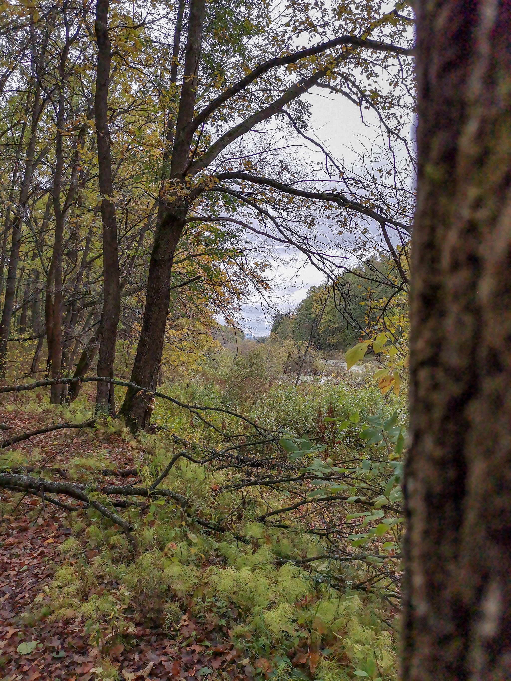 Autumn rainy - My, Mobile photography, Nature, Autumn, Mushrooms, Rain, Video, Longpost