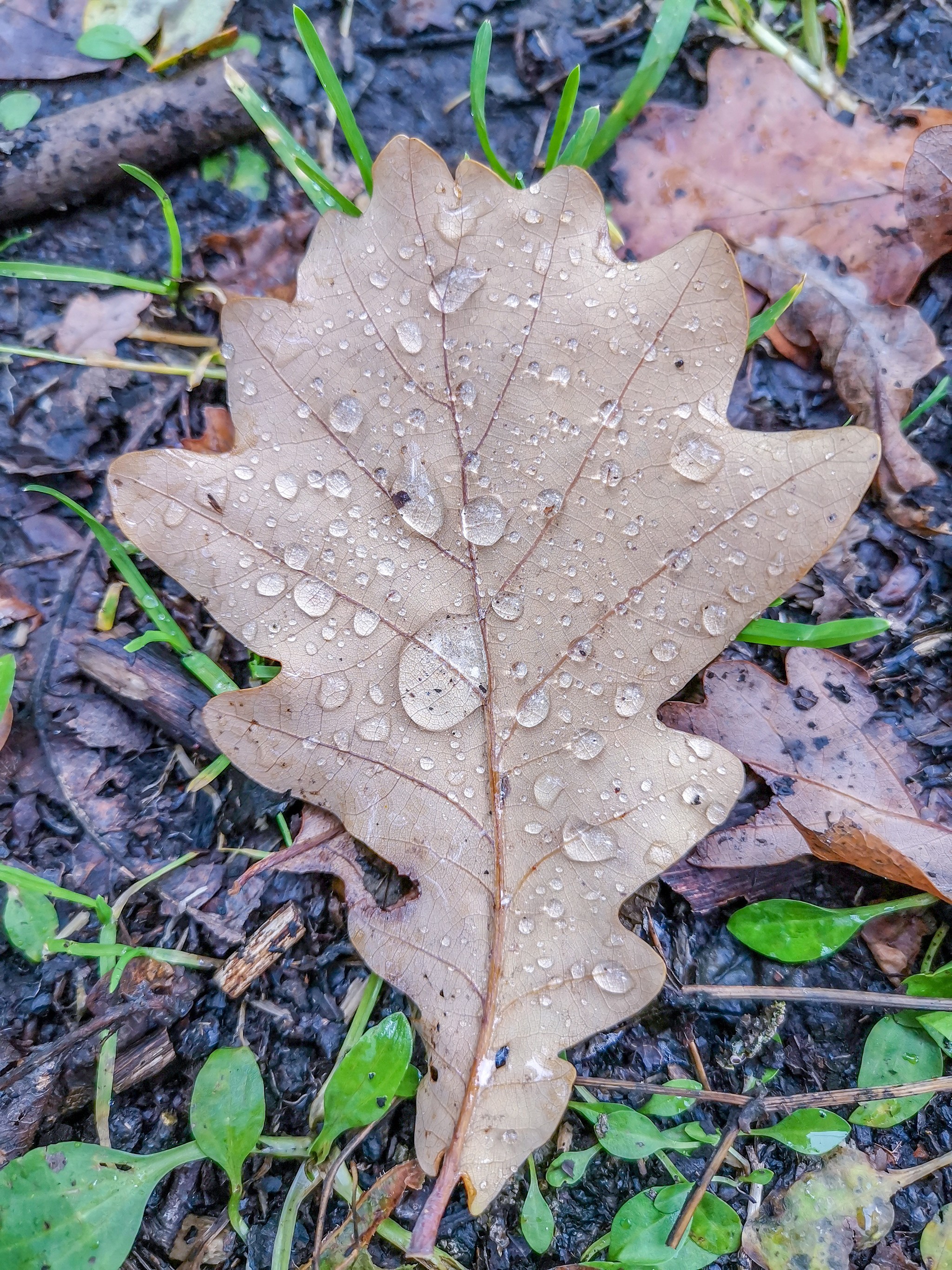 Autumn rainy - My, Mobile photography, Nature, Autumn, Mushrooms, Rain, Video, Longpost