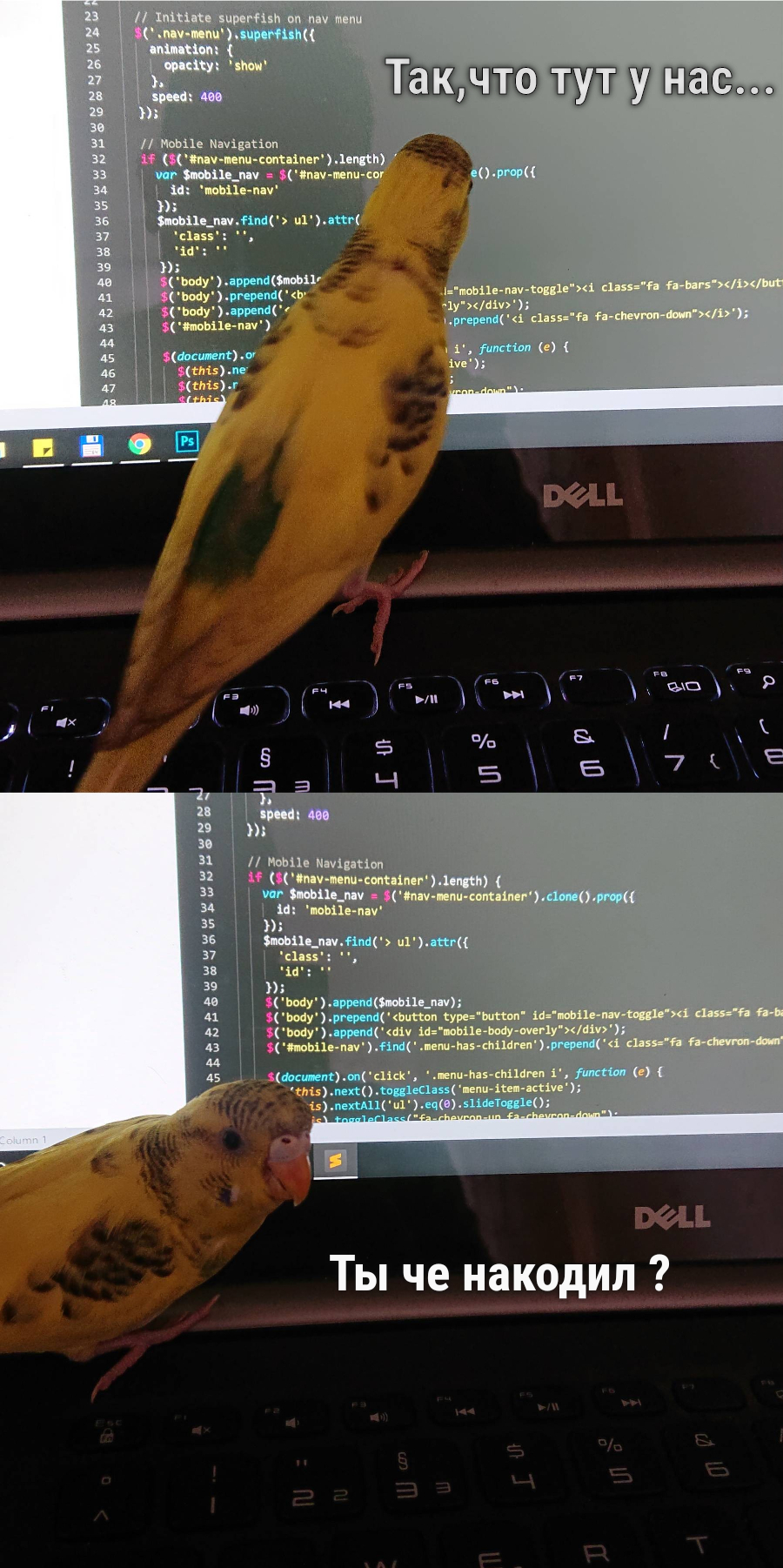 Senior Developer - My, A parrot, Programmer, The code