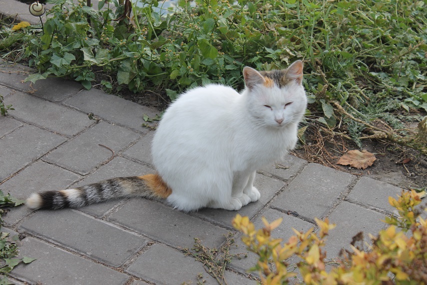 My personal Cotoland 198 - My, cat, Shelter, Cotoland, Lipetsk, Help, Good, Longpost, Shelter Cotoland, Kindness