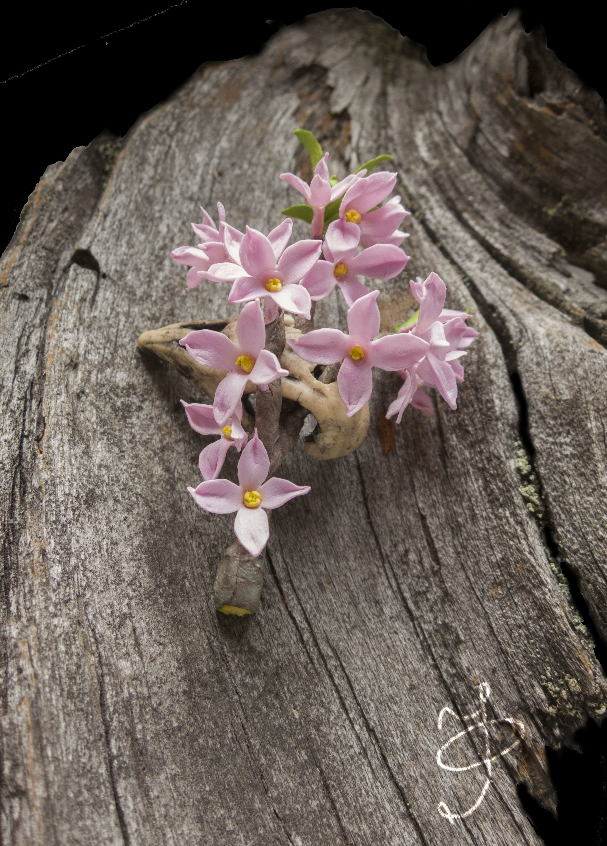 Wolf's bast - My, Foamiran, Polymer clay, Longpost, Needlework without process, Flowers