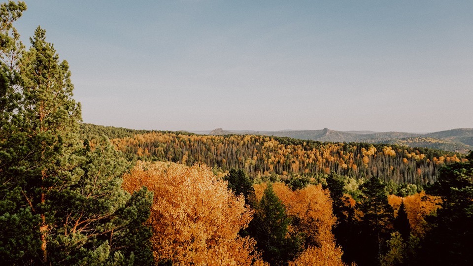 Autumn colors of spacious forests of Siberia - My, Krasnoyarsk pillars, Forest, Autumn, Autumn in Siberia, wildlife, Pillars reserve, Longpost