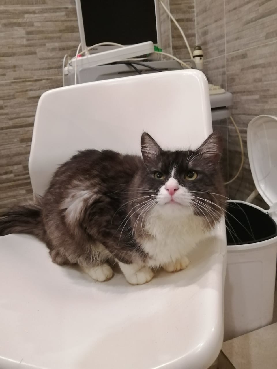 The owner abandoned the cat in the clinic!! - cat, Moscow, In good hands, Looking for a master, Longpost, No rating