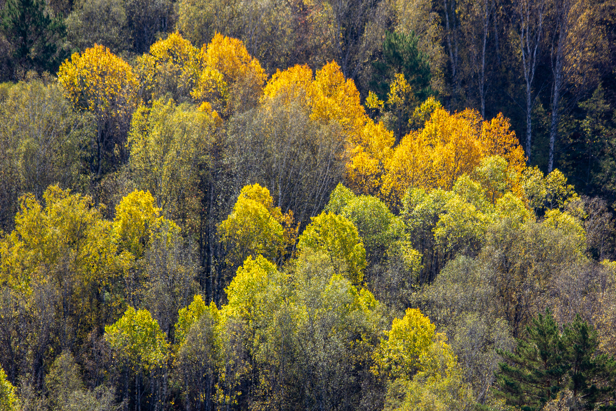 Autumn walk to St. John's wort - My, Autumn, Forest, Novosibirsk region, Longpost