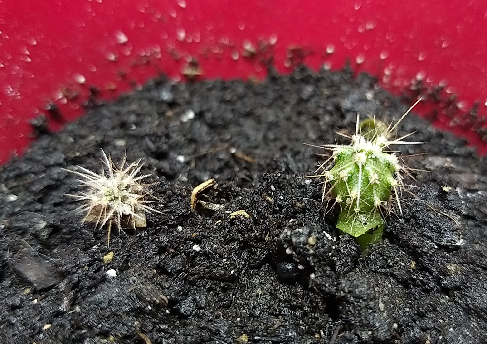 What or who is it? - My, Cactus, Houseplants, Care and maintenance