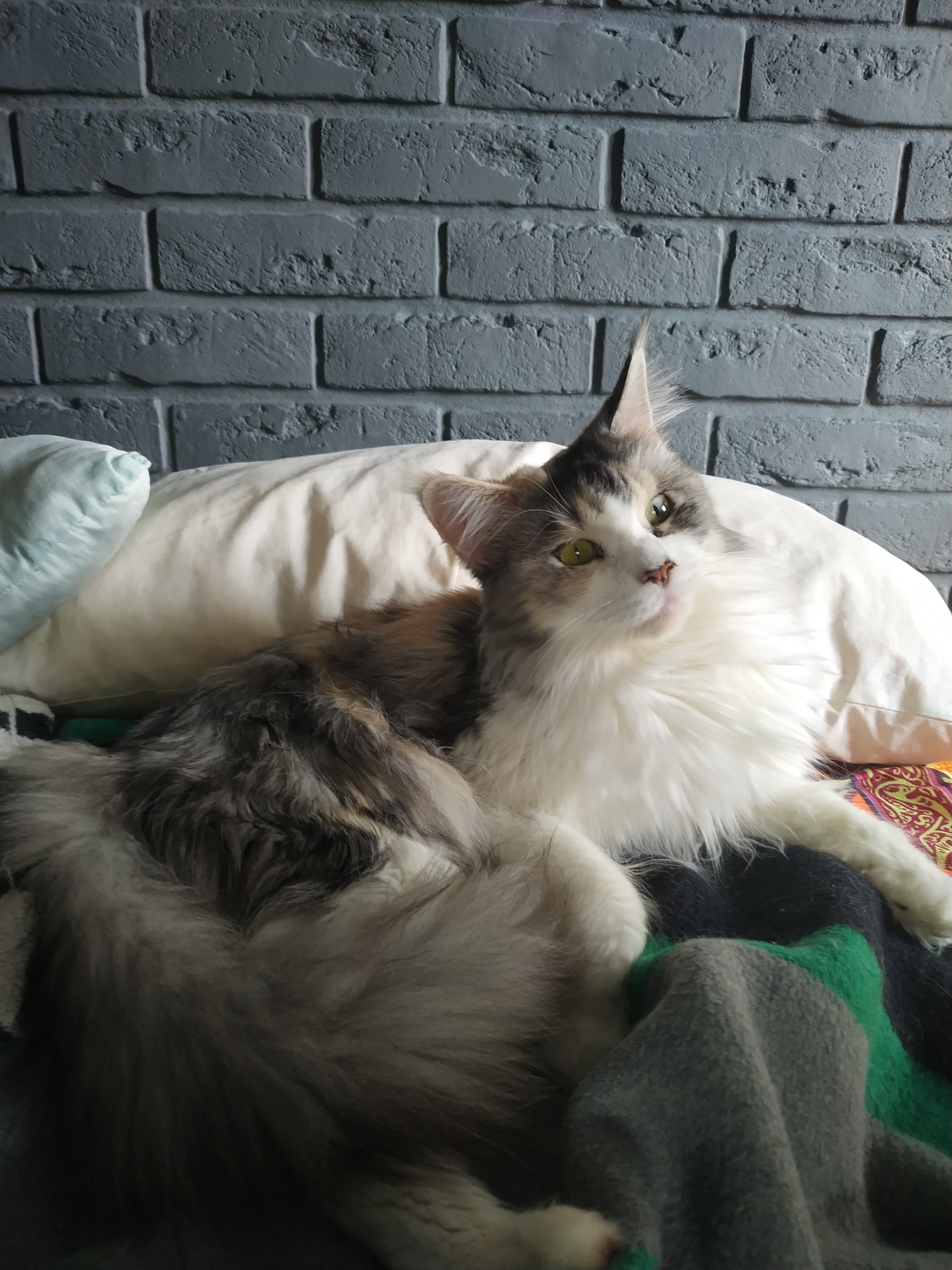 Love them) - My, cat, Catomafia, Lop-eared, Maine Coon, Sphinx, Longpost