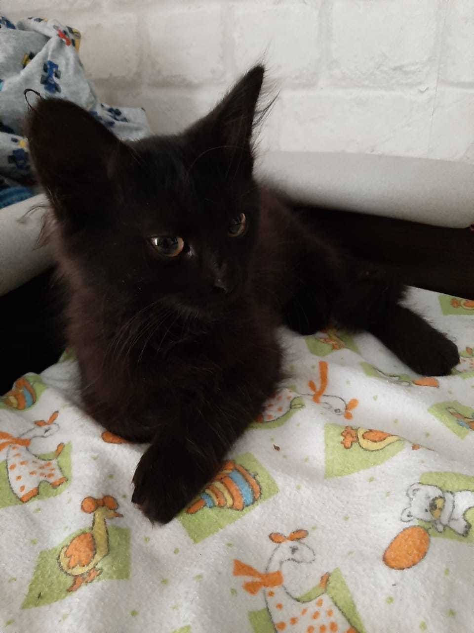 Blackies are looking for a home. - Moscow, cat, Catomafia, Kittens, No rating, Help, In good hands, Good league, Longpost, Helping animals