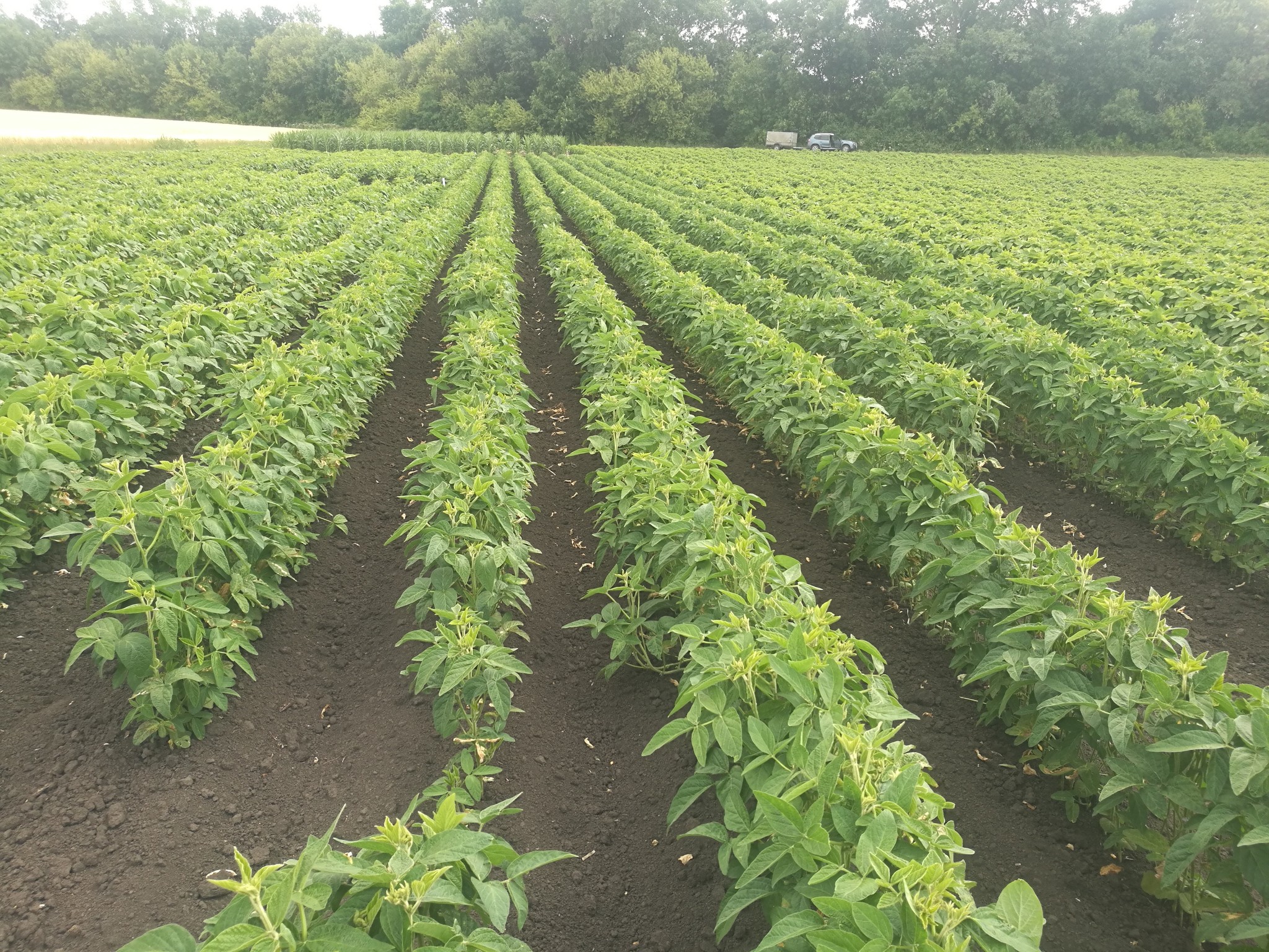 How to harvest soybeans - My, Soy, Seeds, Seed production, Agricultural League, Progressive crop production, Video, Longpost, Сельское хозяйство