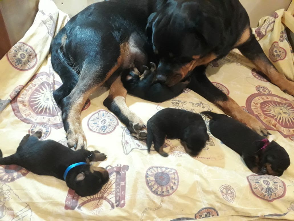 Evil Rottweilers 2 - My, Puppies, Milota, Rottweiler, Saint Petersburg, , Longpost, Dog