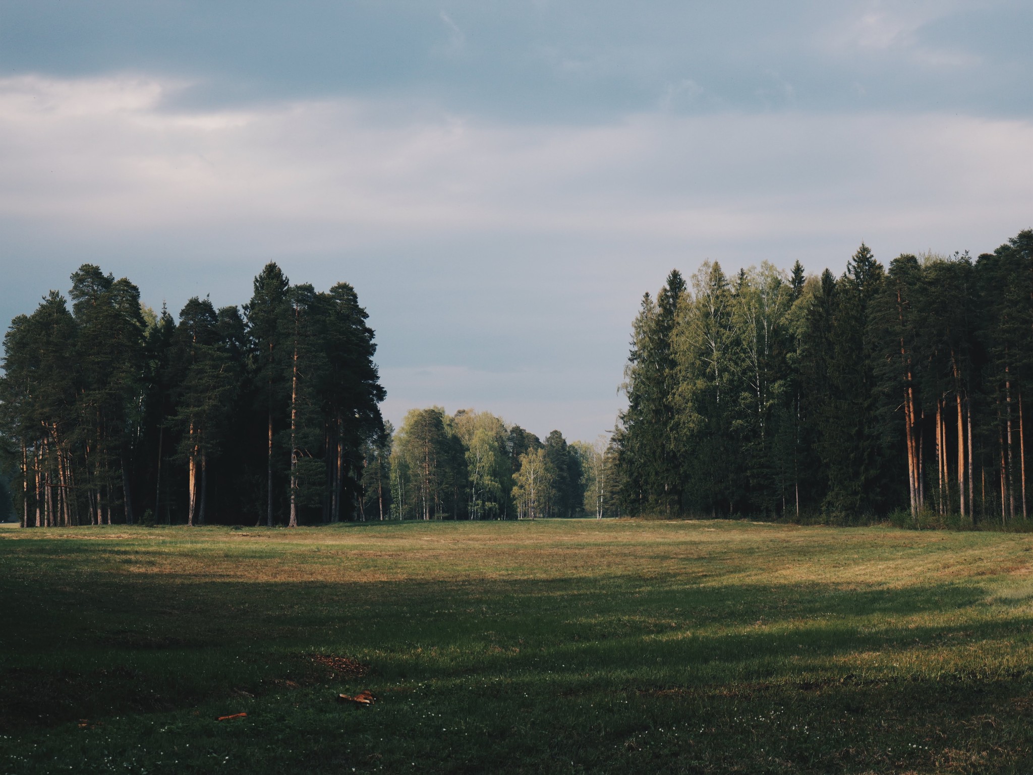 Like Shishkin - My, Pavlovsk, The photo, Landscape