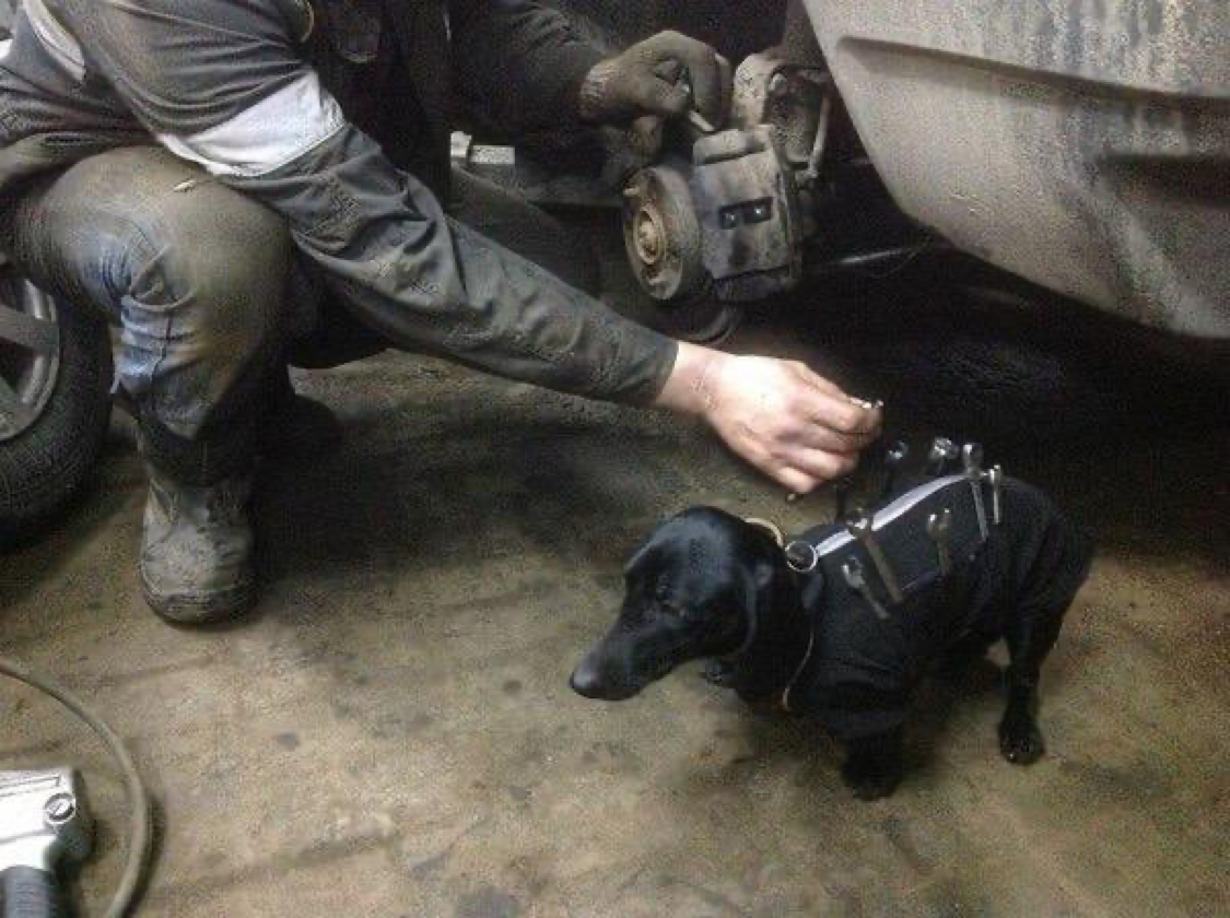 Chief car mechanic - Assistant, Dachshund, Auto repair, Dog, Longpost