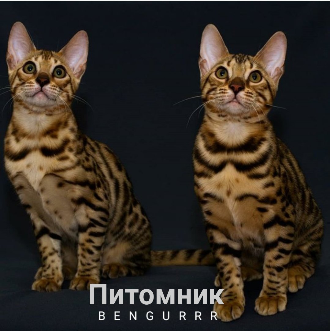 Expensive! My work is worth a lot! - cat, Bengal cat, Important, Expensive, Kittens, Longpost