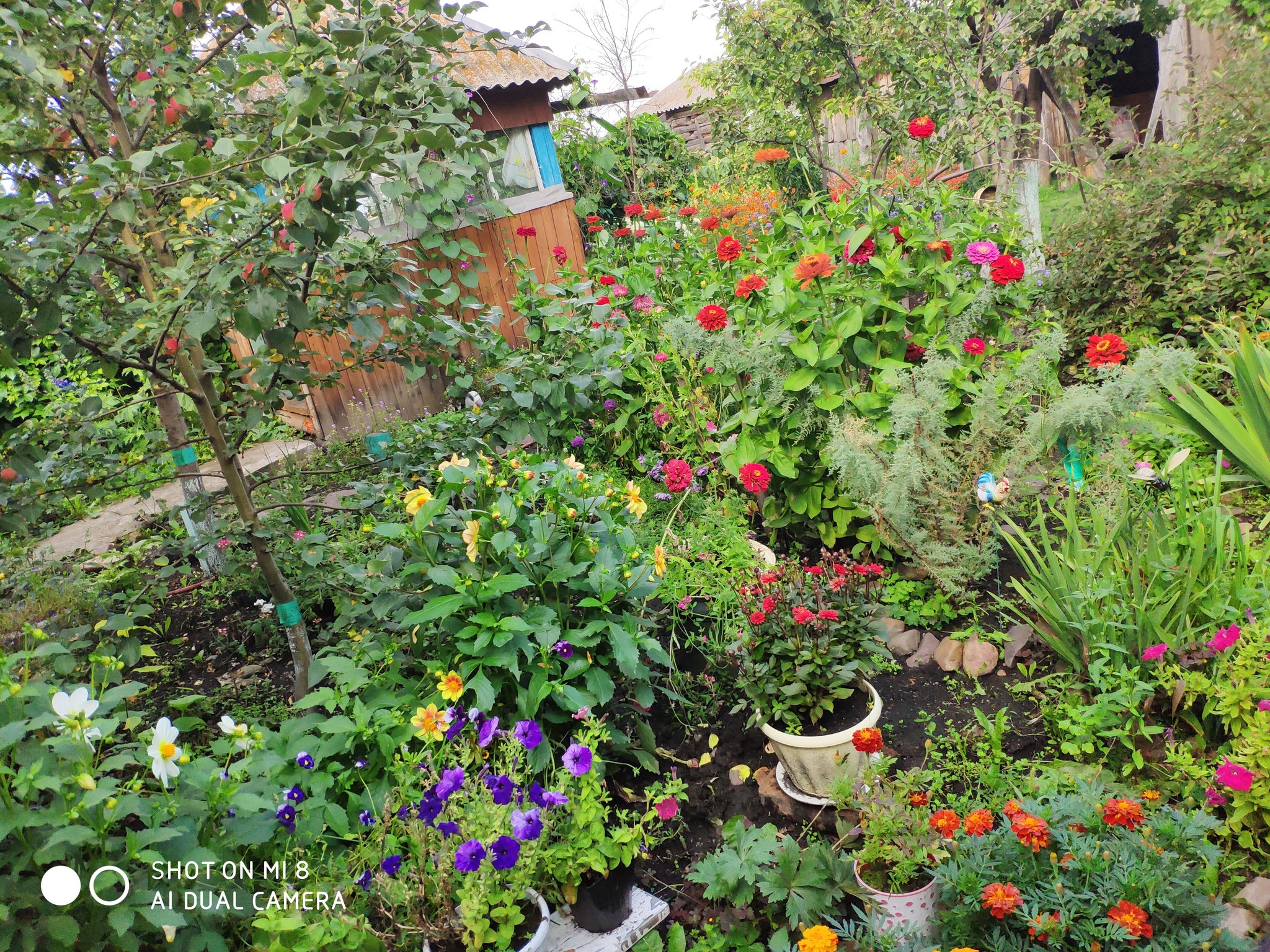 Simple village life: and digging potatoes, and then a simple, but the most delicious dinner, and more - My, Relaxation, Parents, Village, Longpost, Food