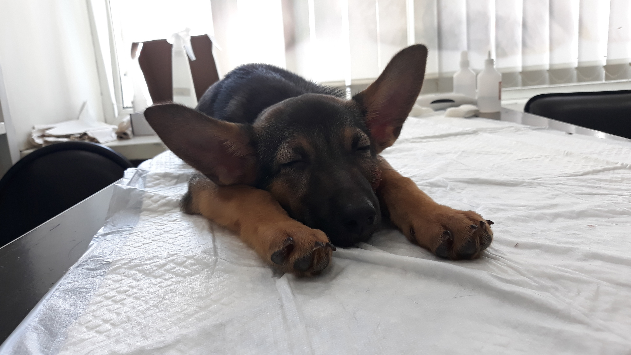 Puppy. 4.5 months. It was-became. - Moscow, Puppies, In good hands, Longpost, Dog, No rating