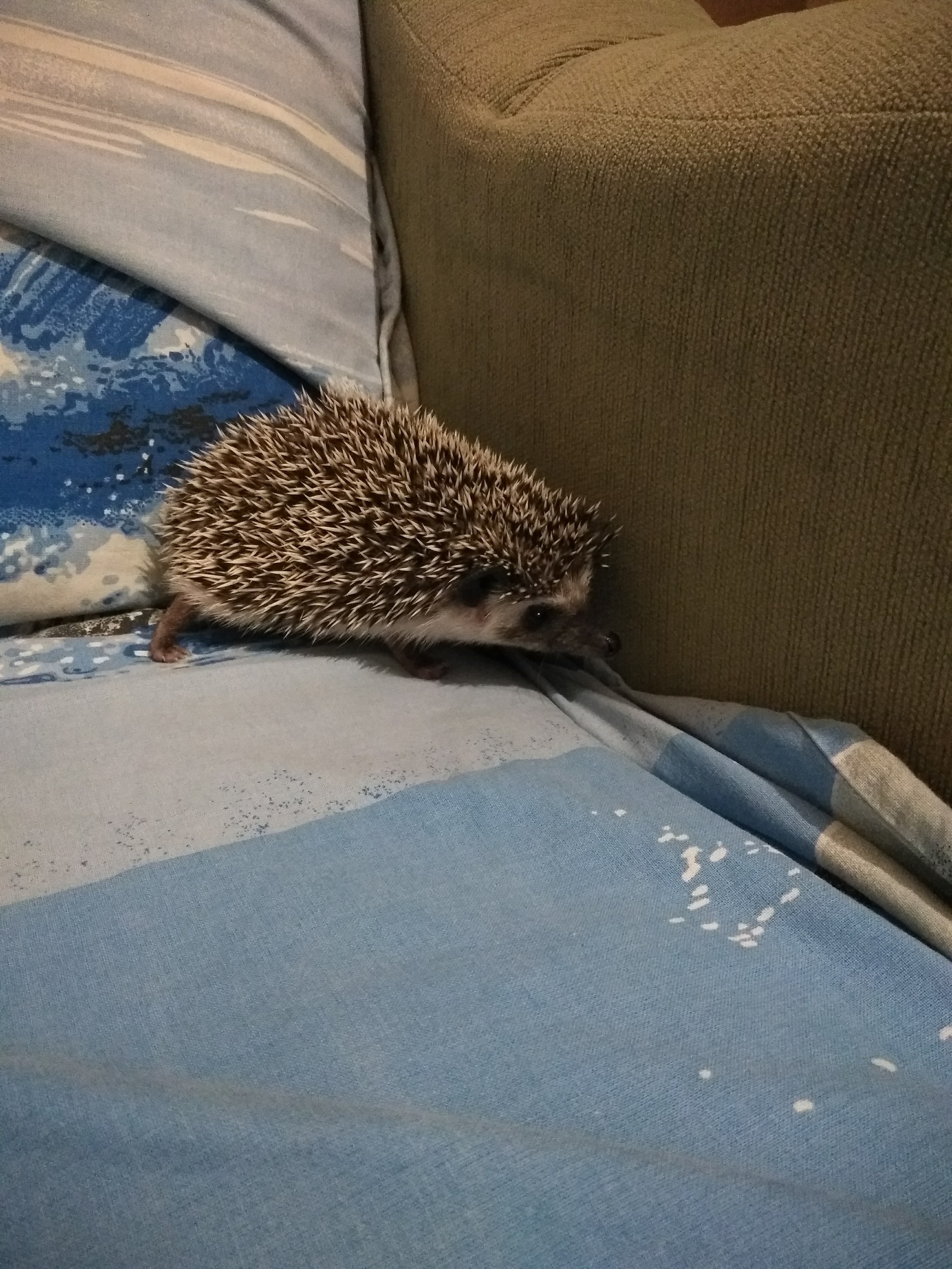 Well, having visited the festival of hedgehogs, we did not calm down. Meet Marshmallow, the hedgehog we have been thinking about for a long time))) and yet we decided. - My, African pygmy hedgehog, Hedgehog in the fog, Pet, Saint Petersburg, Hedgehog, Longpost, Pets