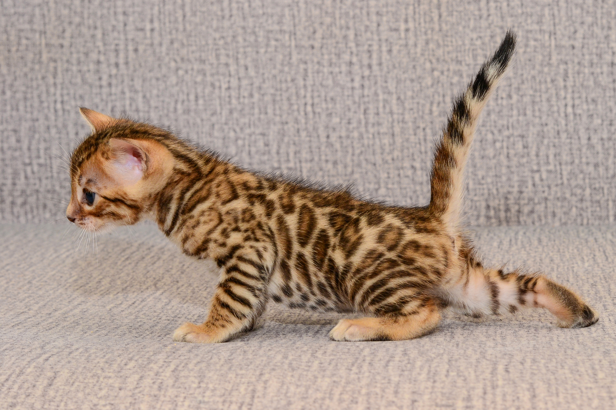 bengal kittens - My, Bengal cat, Kittens, Sale, Exclusive, Longpost