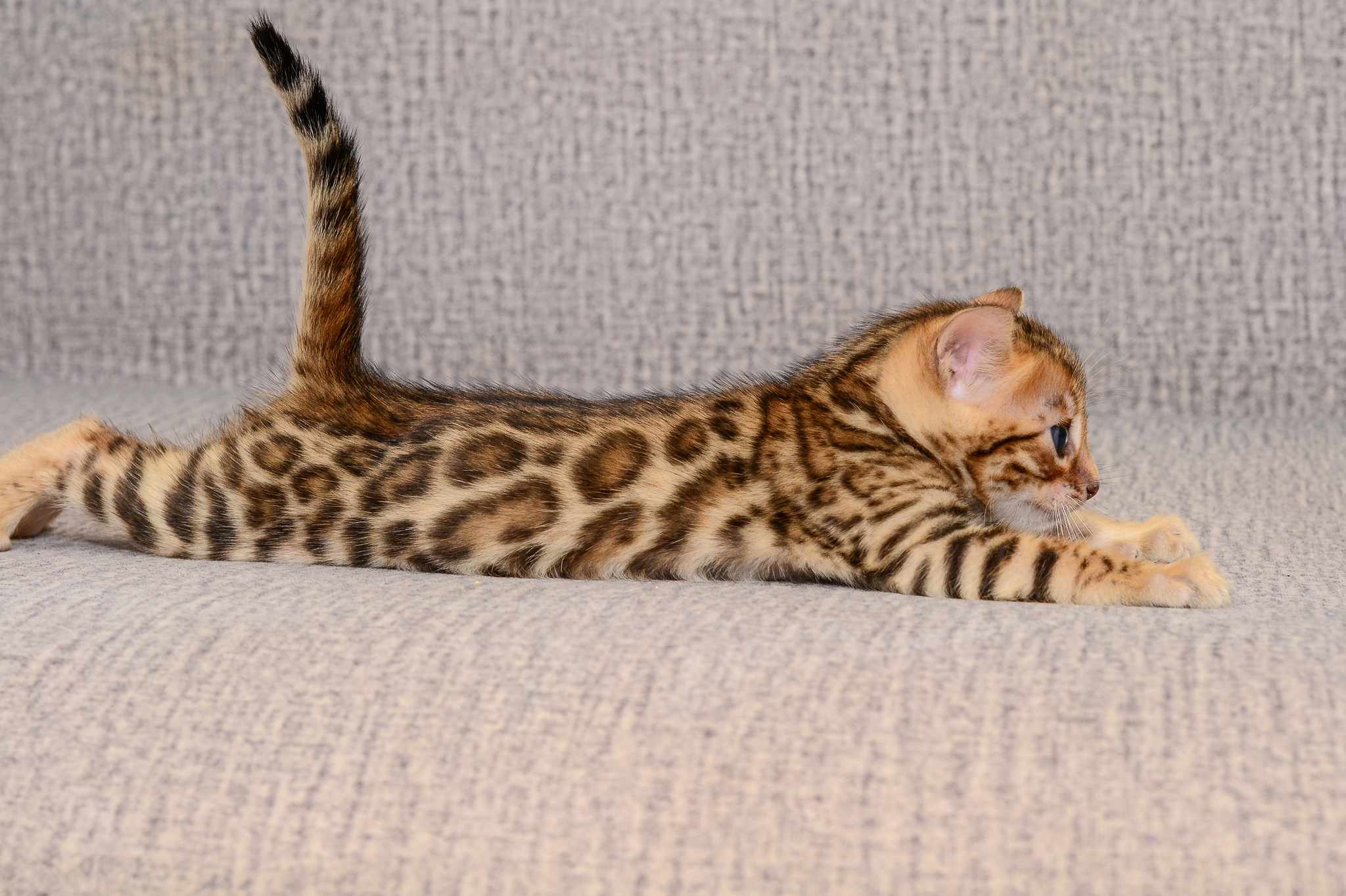 bengal kittens - My, Bengal cat, Kittens, Sale, Exclusive, Longpost