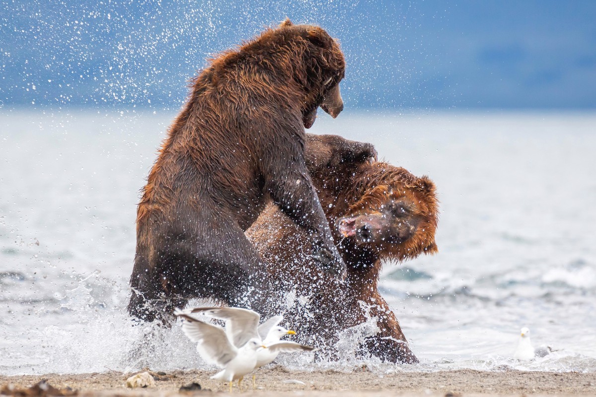 A mother bear protects frightened cubs from an attacked male. - The Bears, The photo, Young, wildlife, Animals, Longpost