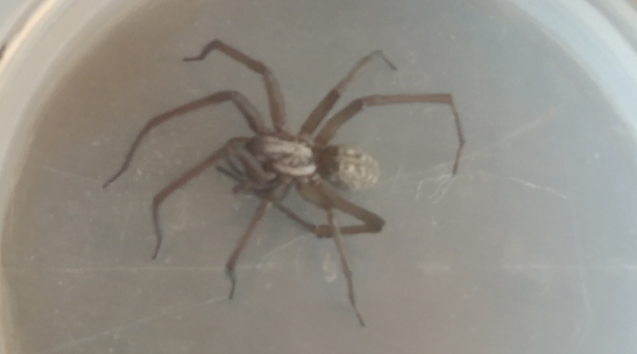 Spiders in the house. - My, Spider, Arachnophobia, House