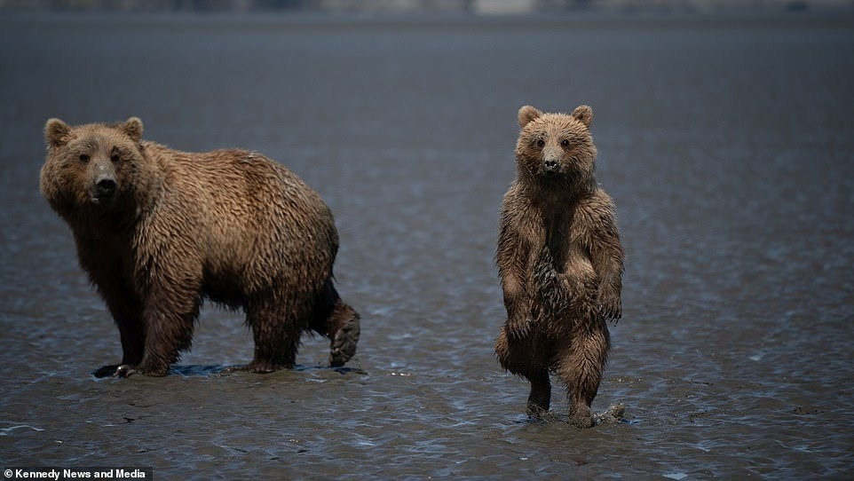 Фото медведя балу