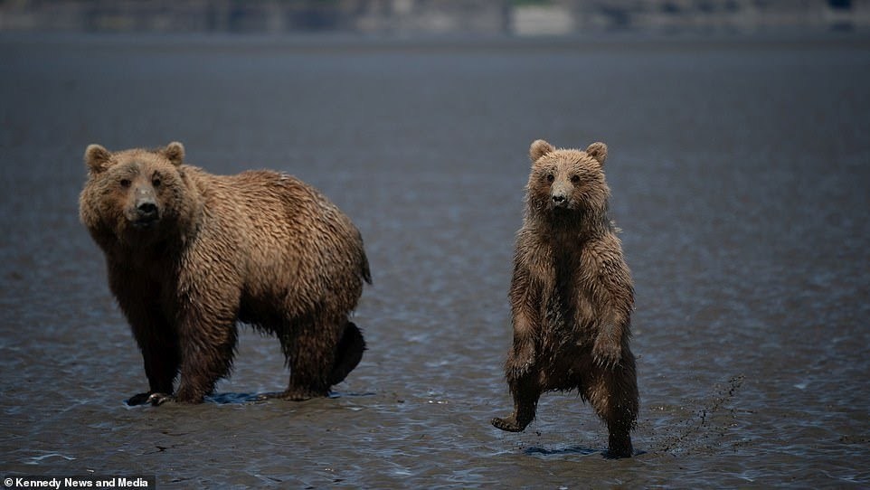 Funny teddy bear tries to scare the photographer - Bear, The photo, Milota, Longpost, The Bears