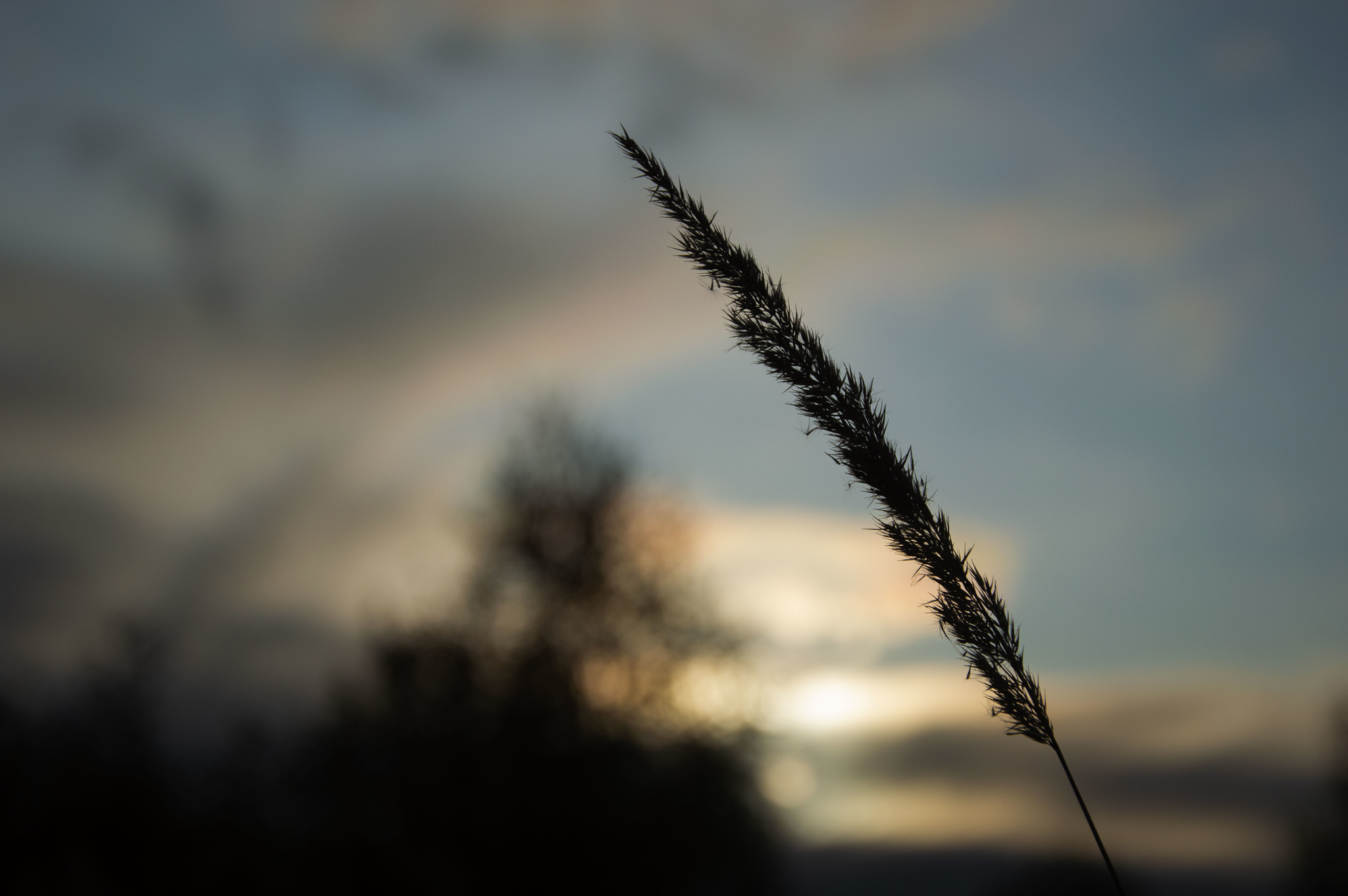 Before sunset - My, Beginning photographer, Evening, Nature, Sunset