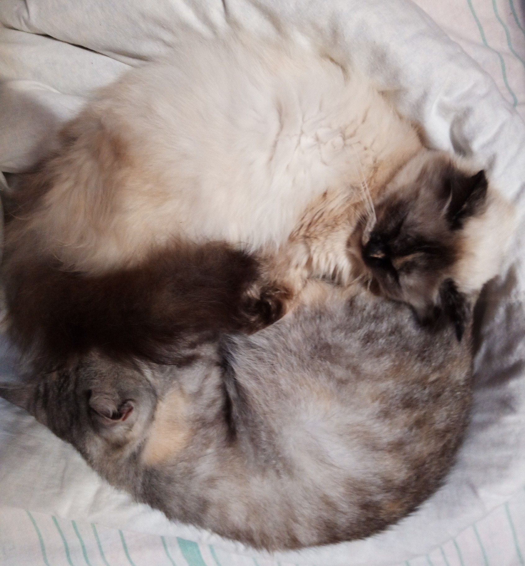 Yin Yang - My, Yin Yang, cat