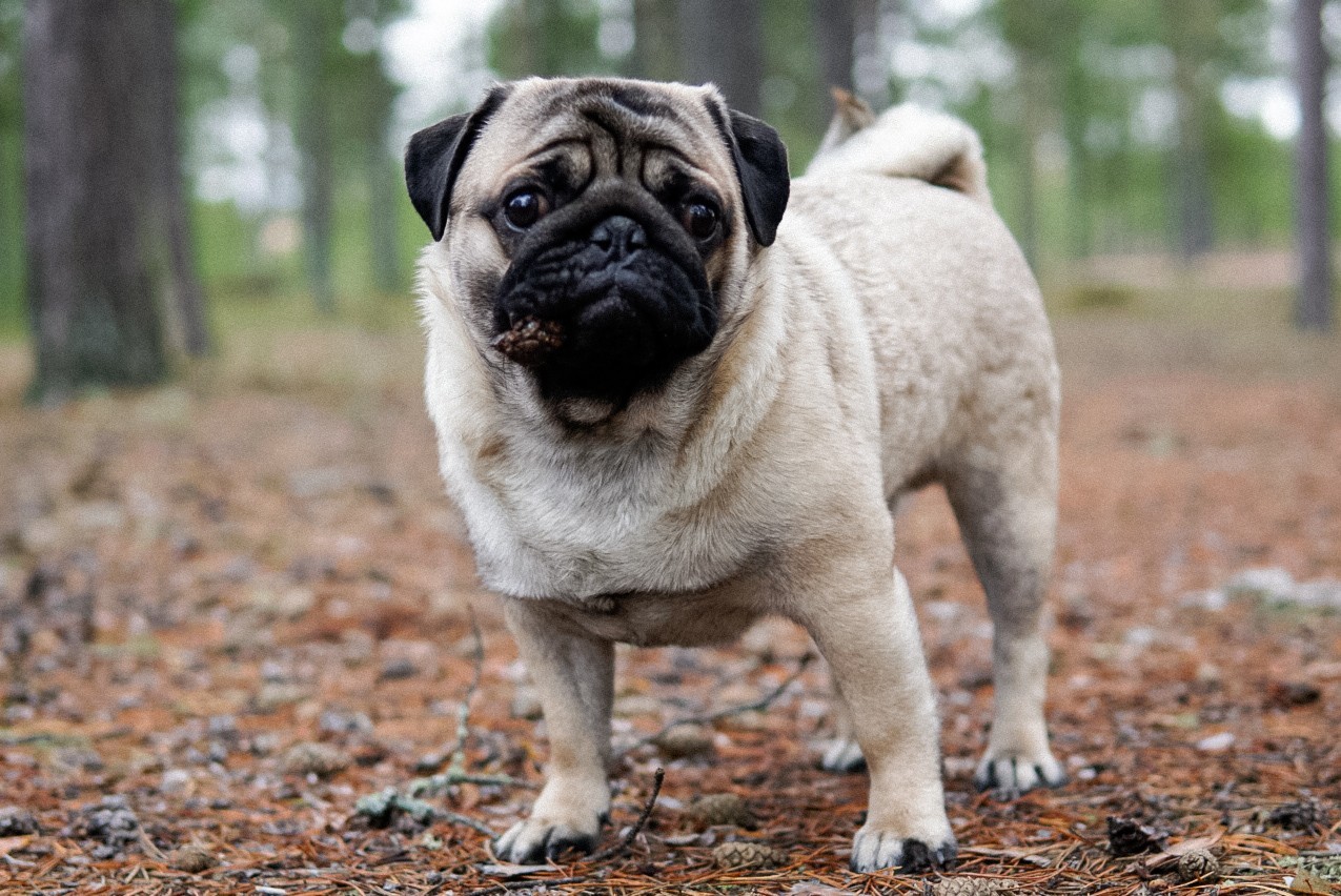 Autumn Walk - My, Pug, Autumn, Dog, Forest, Longpost