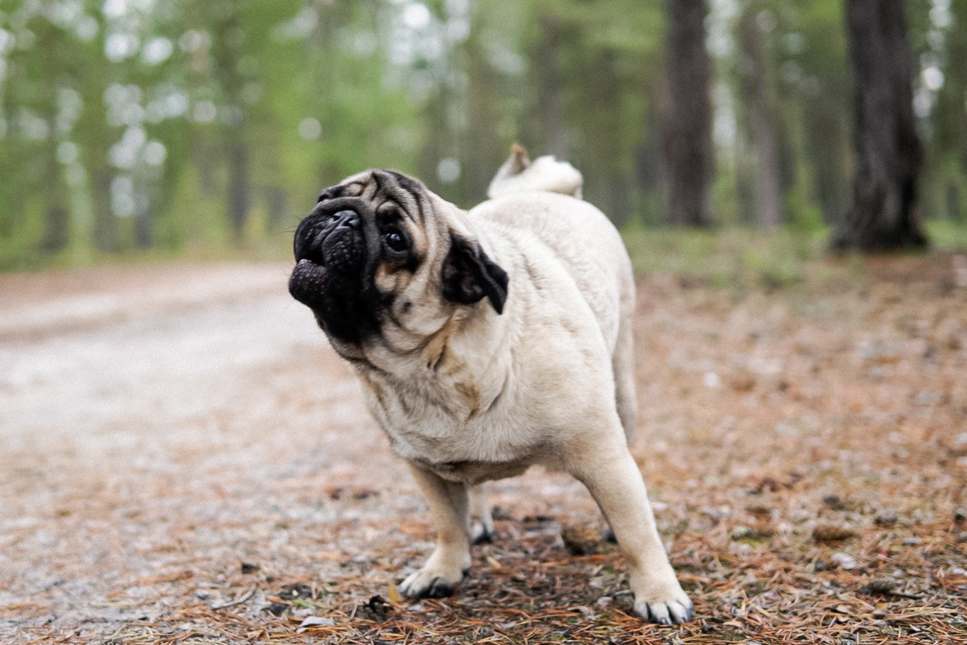 Autumn Walk - My, Pug, Autumn, Dog, Forest, Longpost