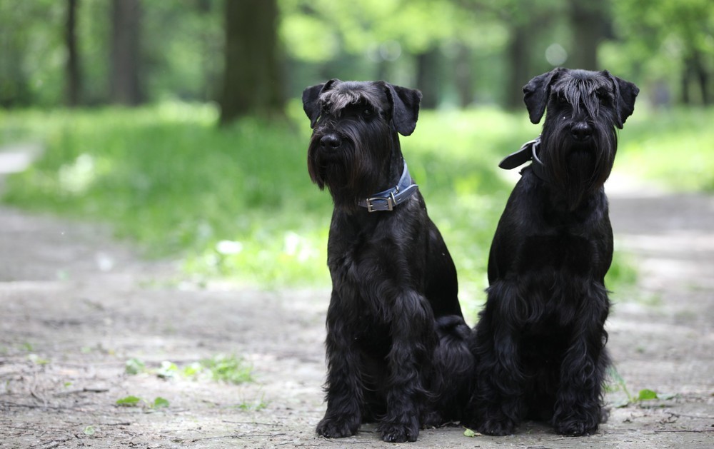 Mittelschnauzer - My, Dog, Dog days, Dog lovers, Breed, Dog breeds, Description, The photo, Standard Schnauzer, Video, Longpost