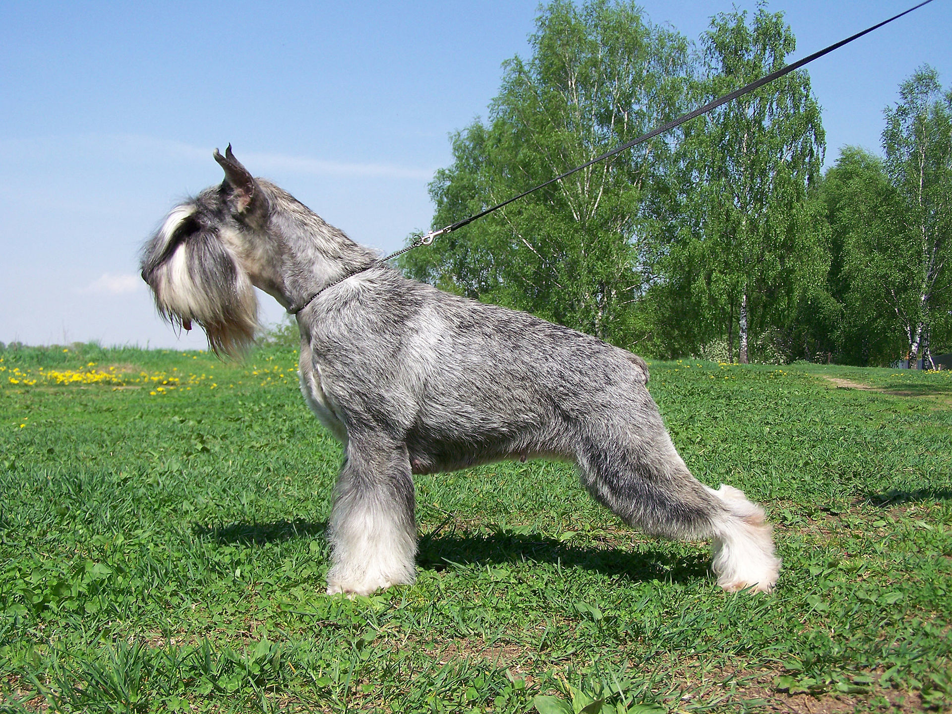 Mittelschnauzer - My, Dog, Dog days, Dog lovers, Breed, Dog breeds, Description, The photo, Standard Schnauzer, Video, Longpost