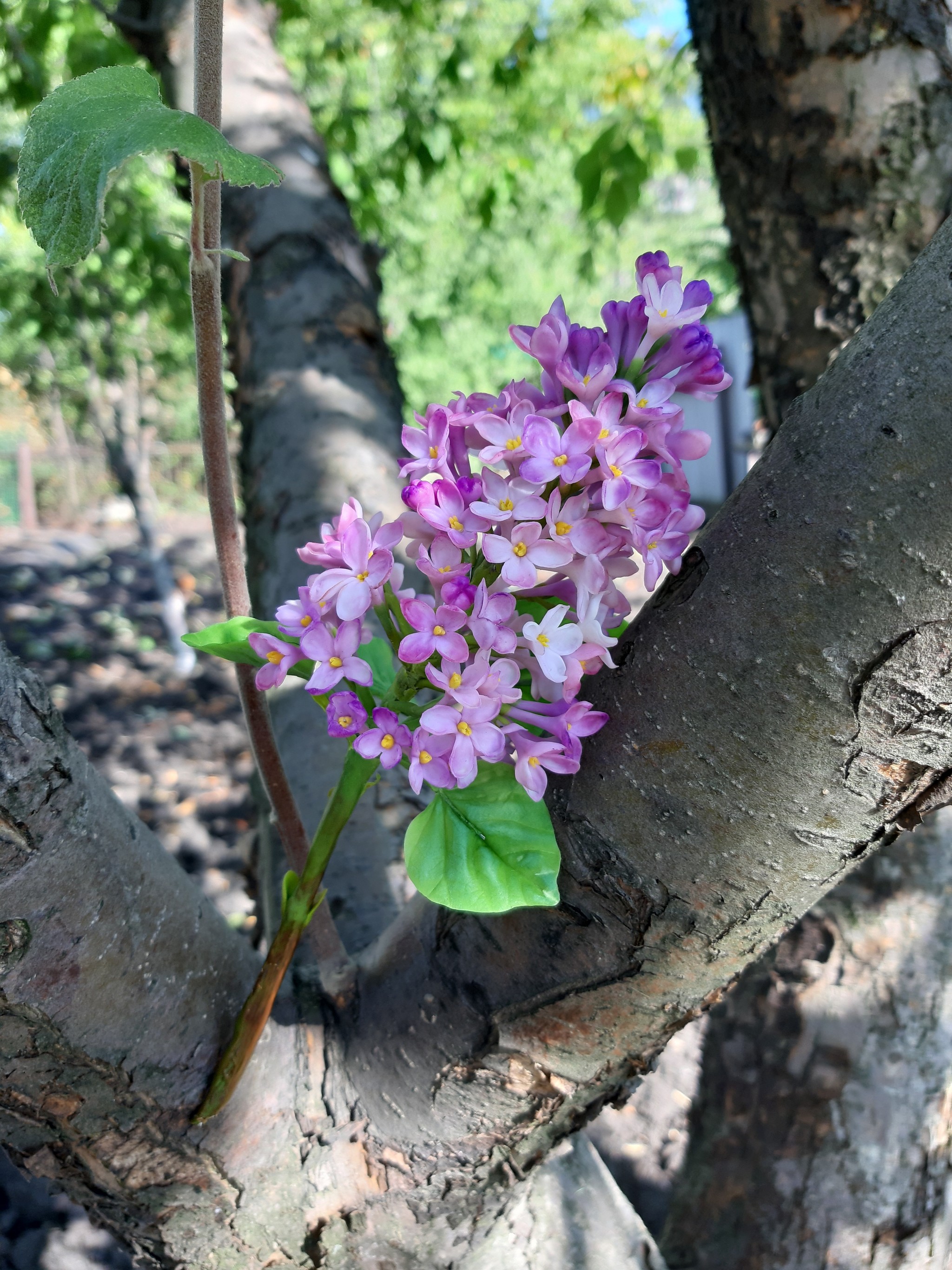 Lilac ..... in autumn)) - My, Lilac, Flowers, Cold porcelain, Needlework without process, Longpost