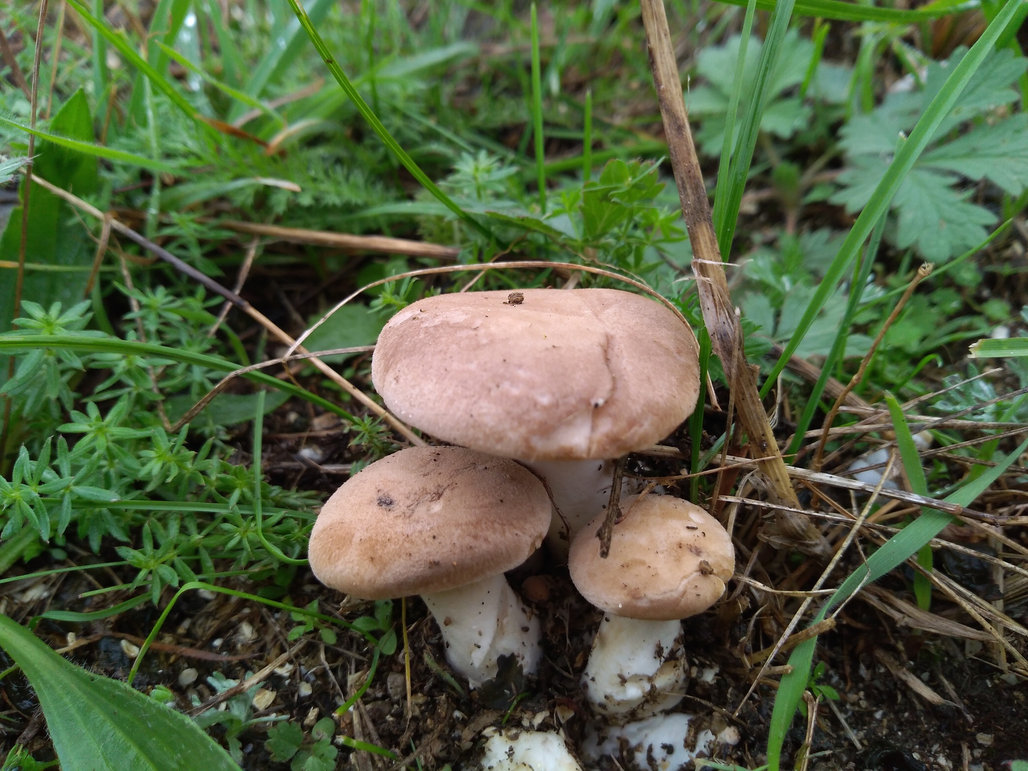 Степные лисички грибы в Крыму