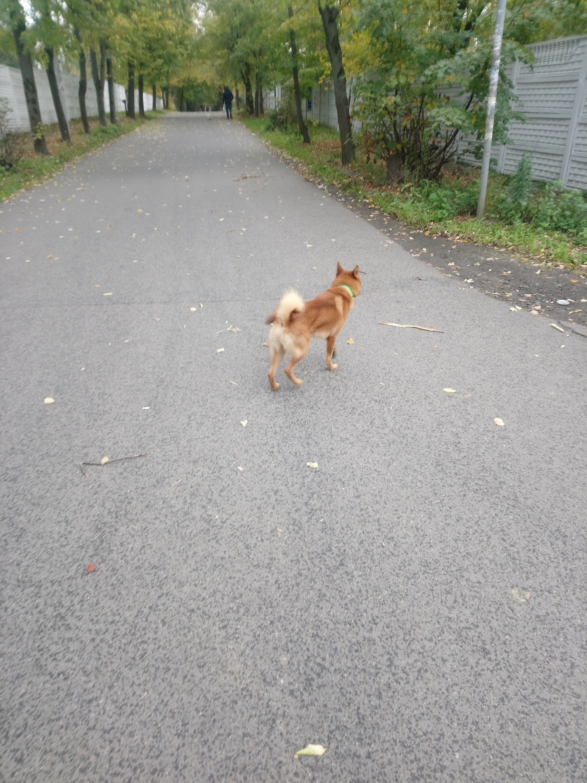 Lost dog, Mytishchi, Moscow region UPD has already been found - My, Dog, No rating, Lost, Longpost, Moscow, Mytischi, Found a dog, Help, Helping animals