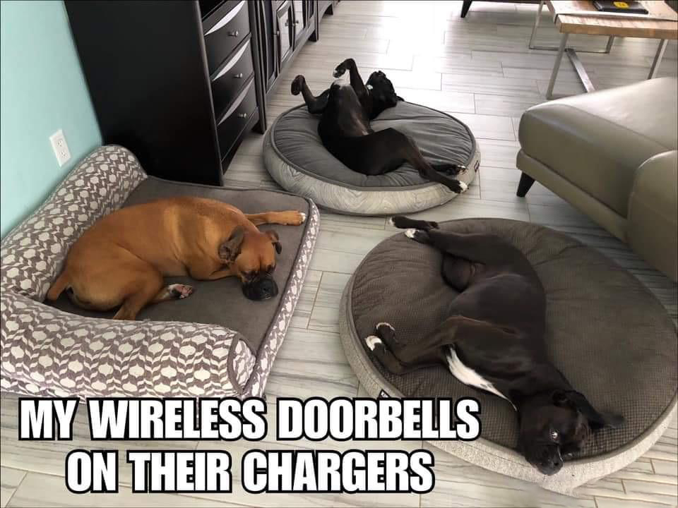 My wireless doorbells are on charge - Dog, Lounger, Recharging, Milota, Relaxation, From the network