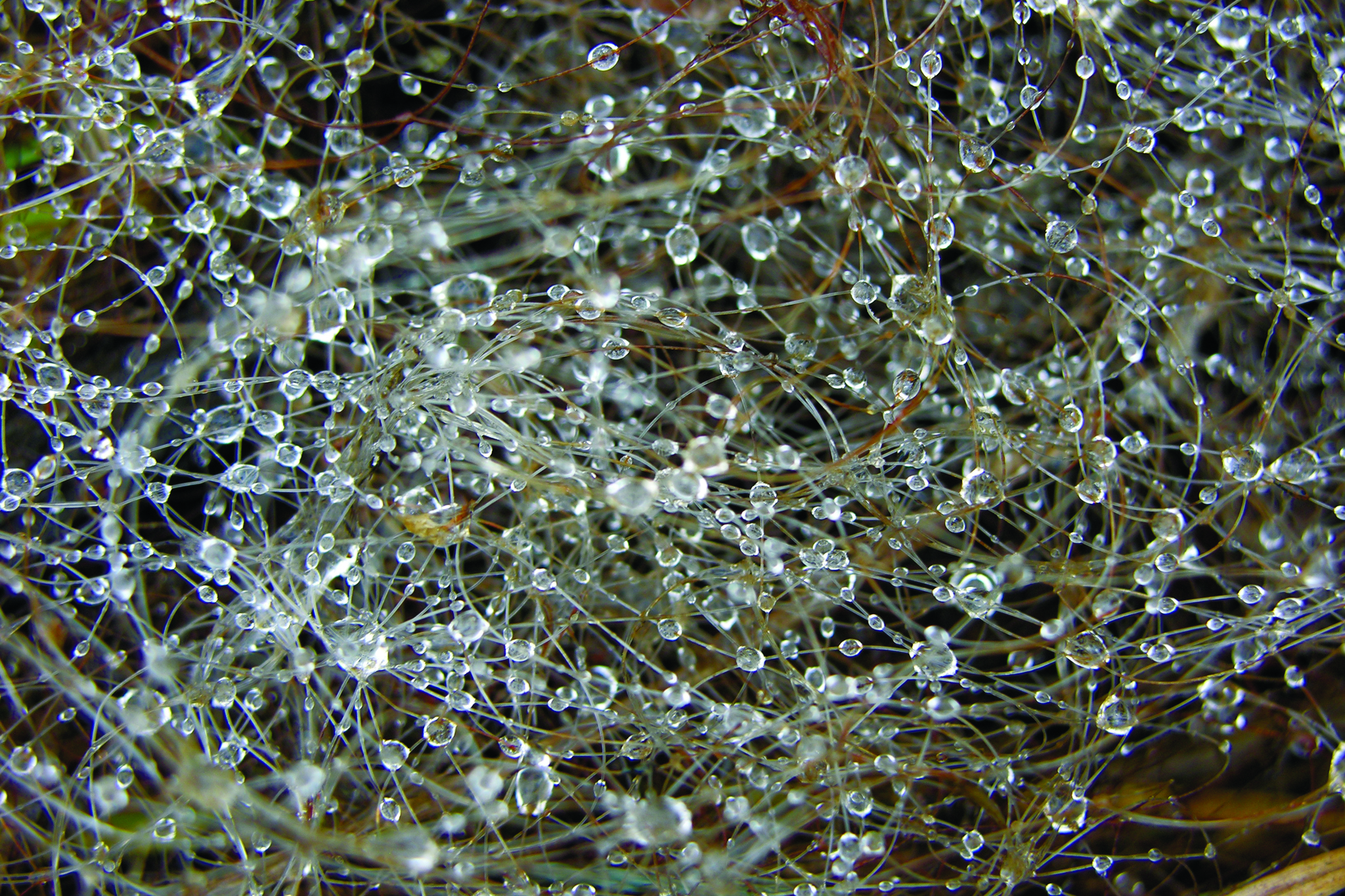 Fishing line and dew - My, Dew, Fishing line, The photo