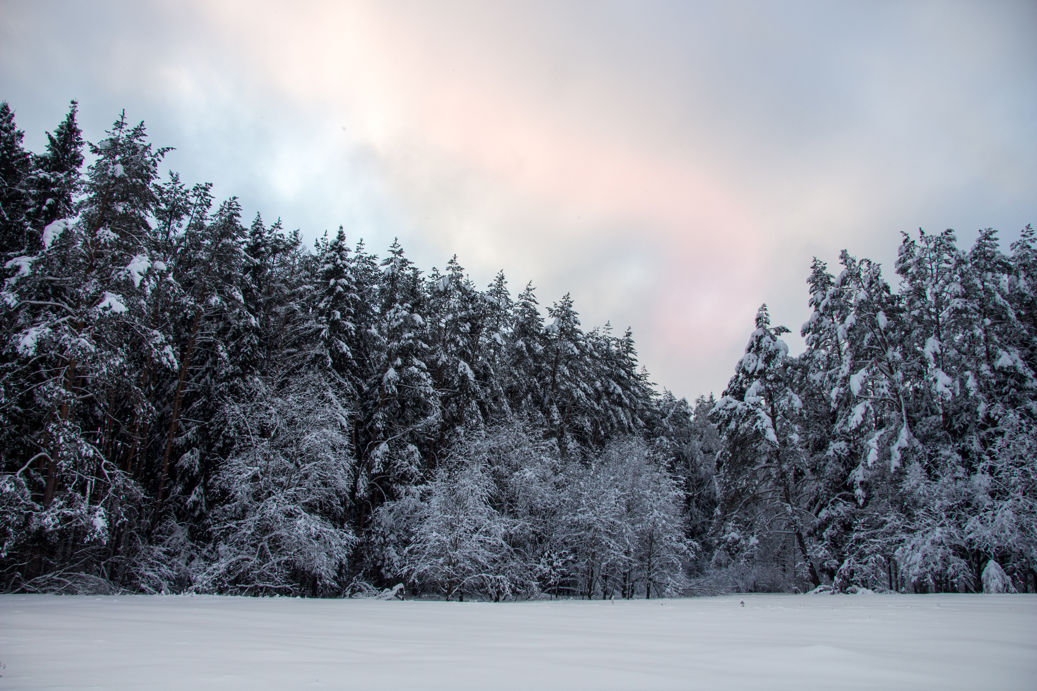 Frosty - My, Winter, The winter is coming, Forest, Snow