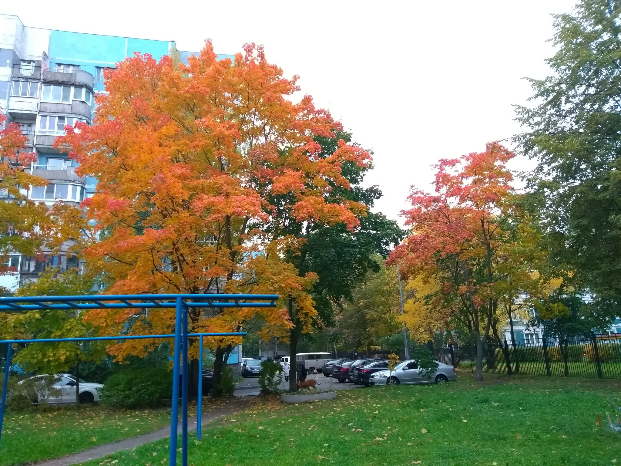 I love autumn for bright colors - My, Autumn, beauty of nature, Saint Petersburg