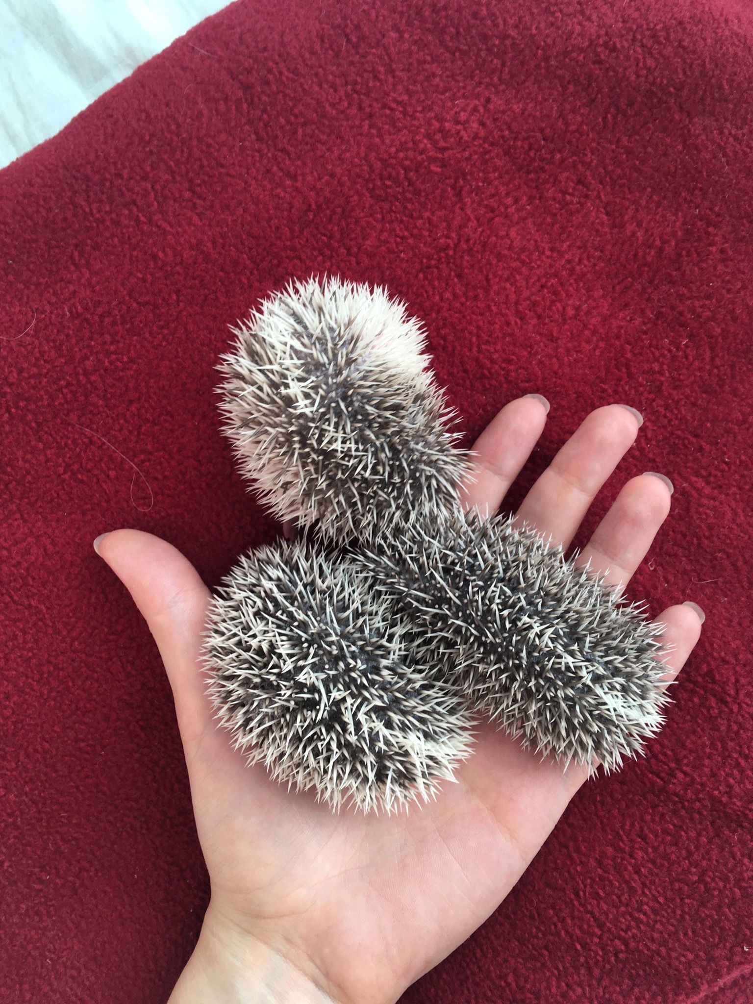 Acquaintance with hedgehogs in St. Petersburg - My, African pygmy hedgehog, Hedgehog, Pick-up meeting, Longpost