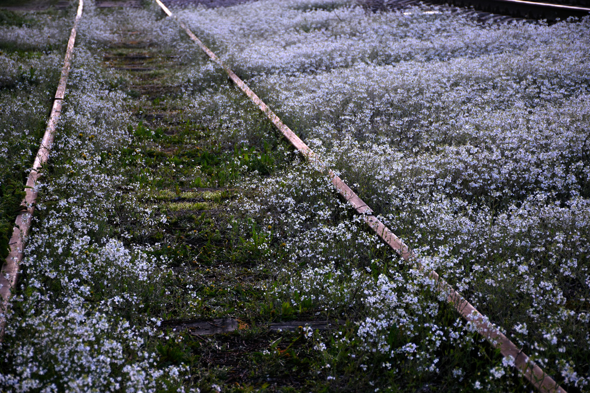 Abandoned track - My, The photo, Flowers, Railway, Abandoned