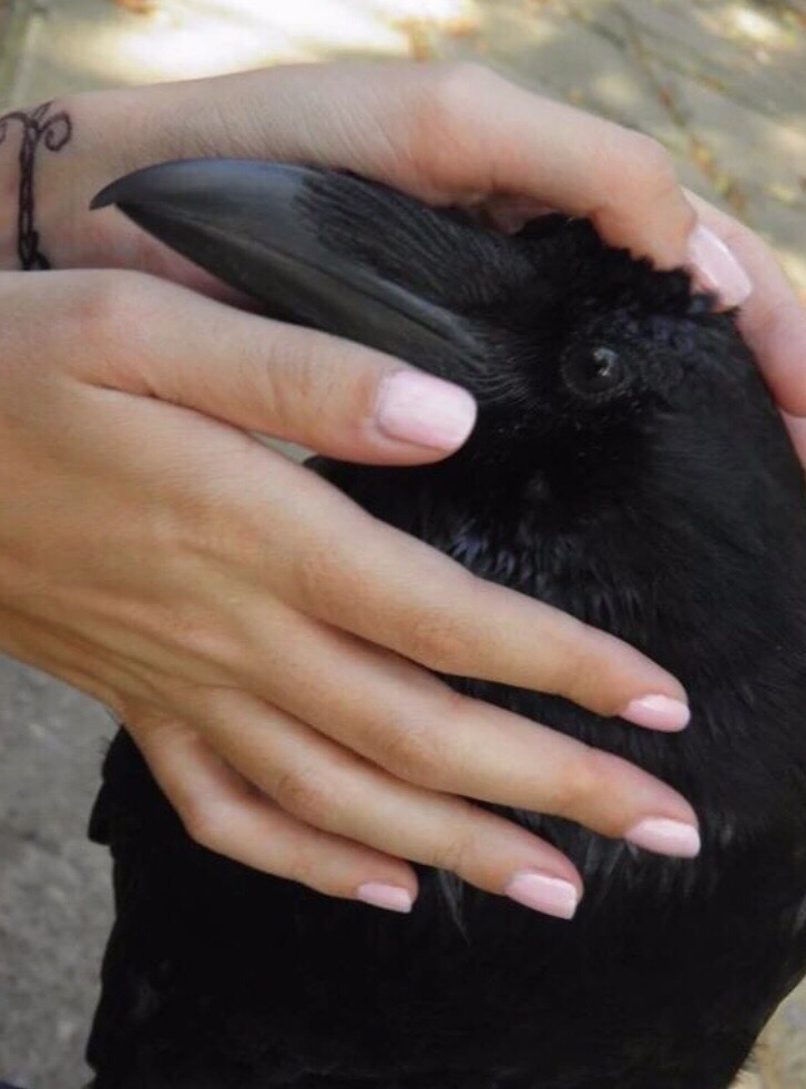 This street cat was a little weird, but I petted him anyway - Milota, Oddities, Longpost, Crow, Birds