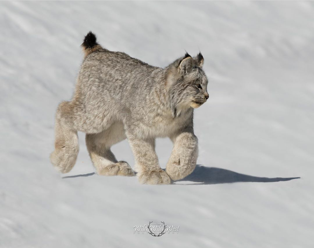 How powerful are my paws! - wildlife, Lynx, Paws, Cat family, Small cats, Animals