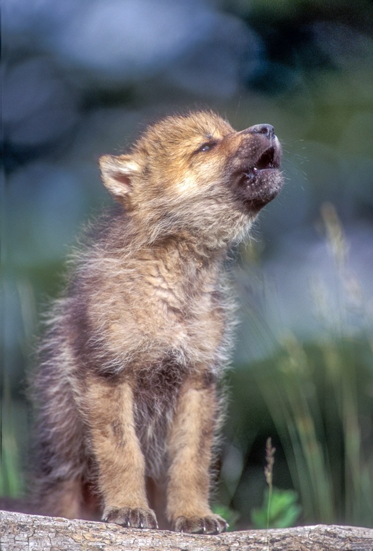 Wolf cubs learn aavvuuuuuuu))) - Cubs, Howl, Longpost, Animals, Wolf