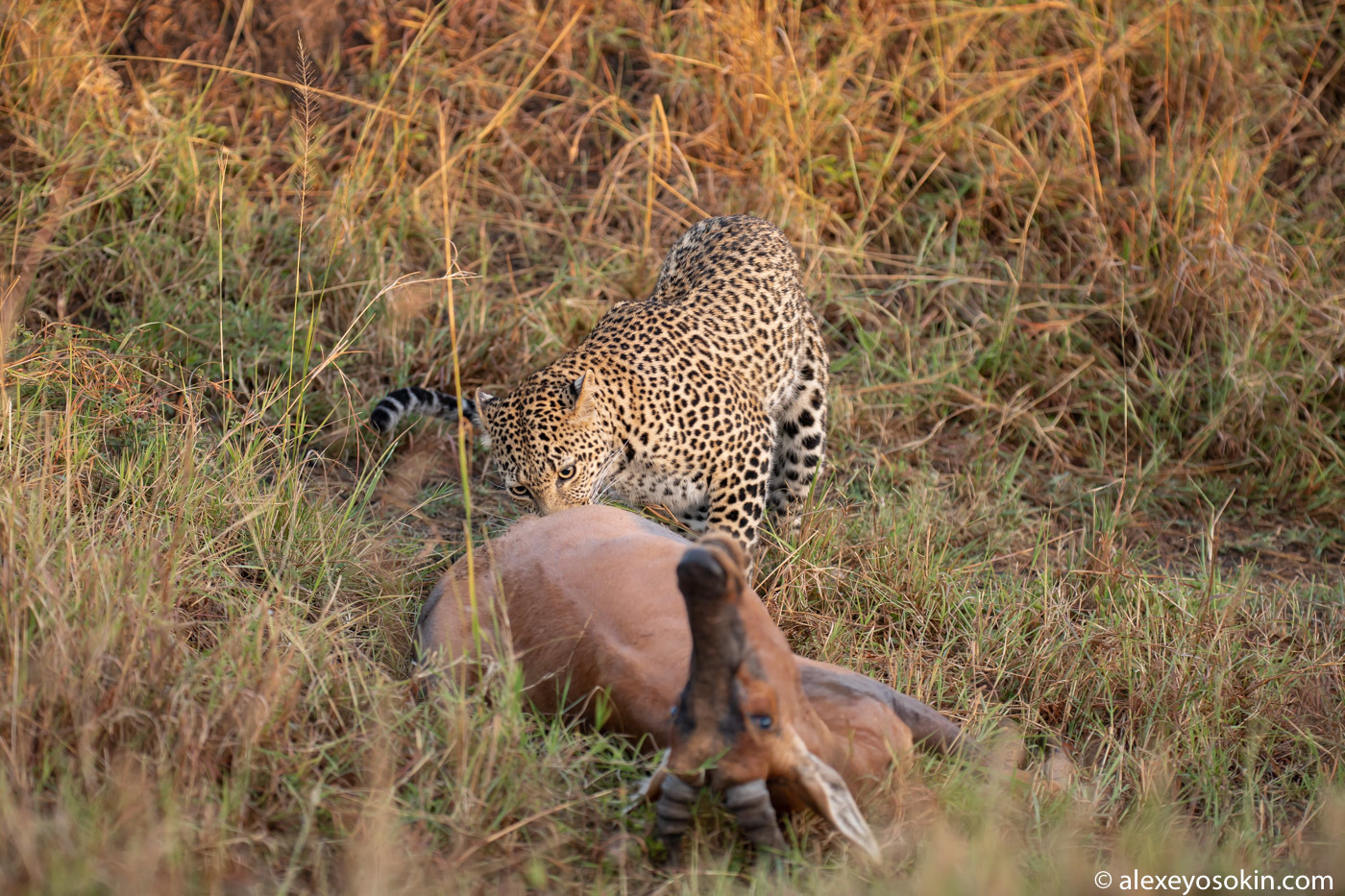 Как охотится леопард. Как охотится леопард. Леопард против бородавочника. Переднеазиатский леопард охотится. Как охотится леопард.