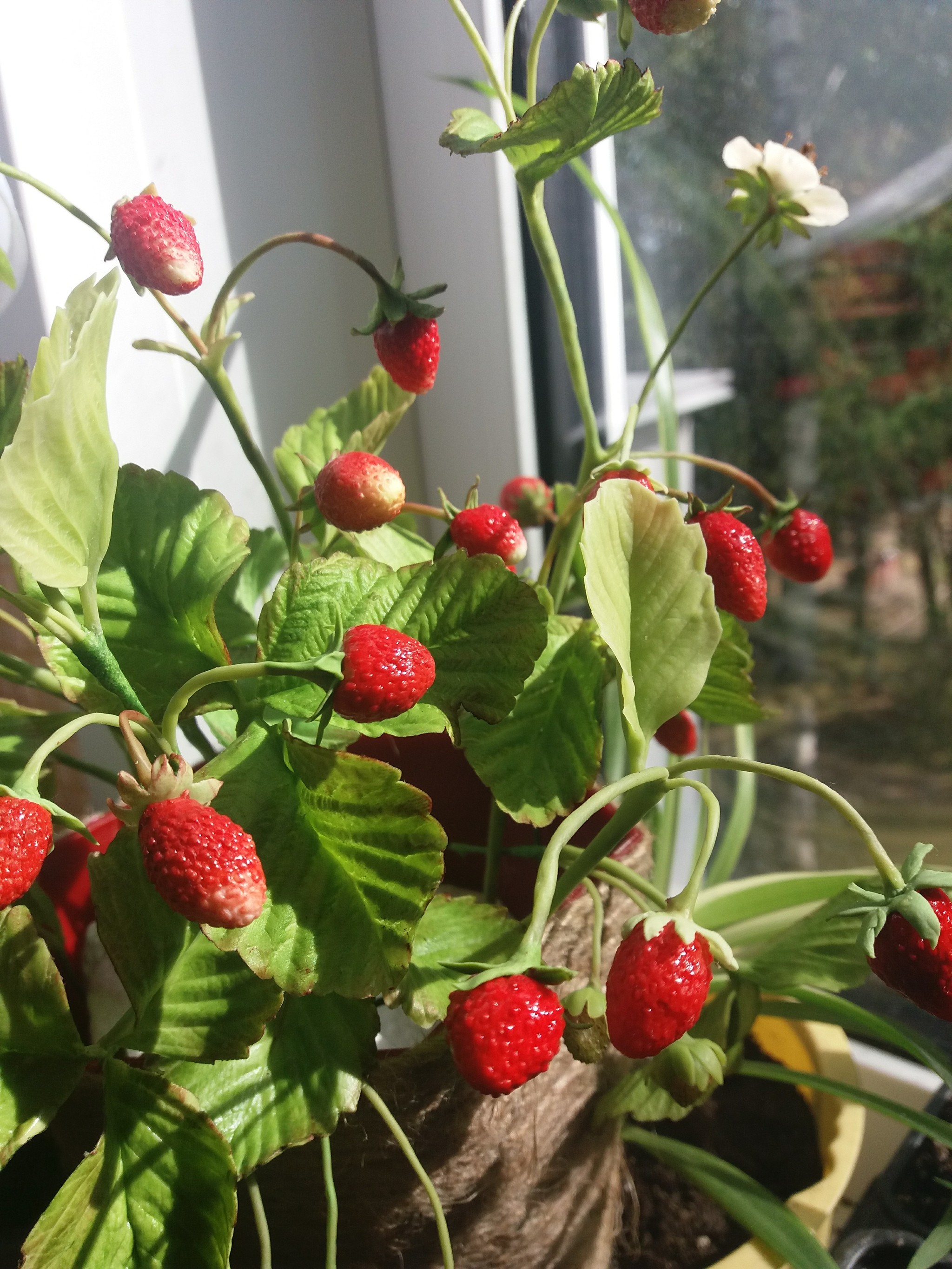 Strawberry - Cold porcelain, Handmade, Strawberry, Summer, Longpost