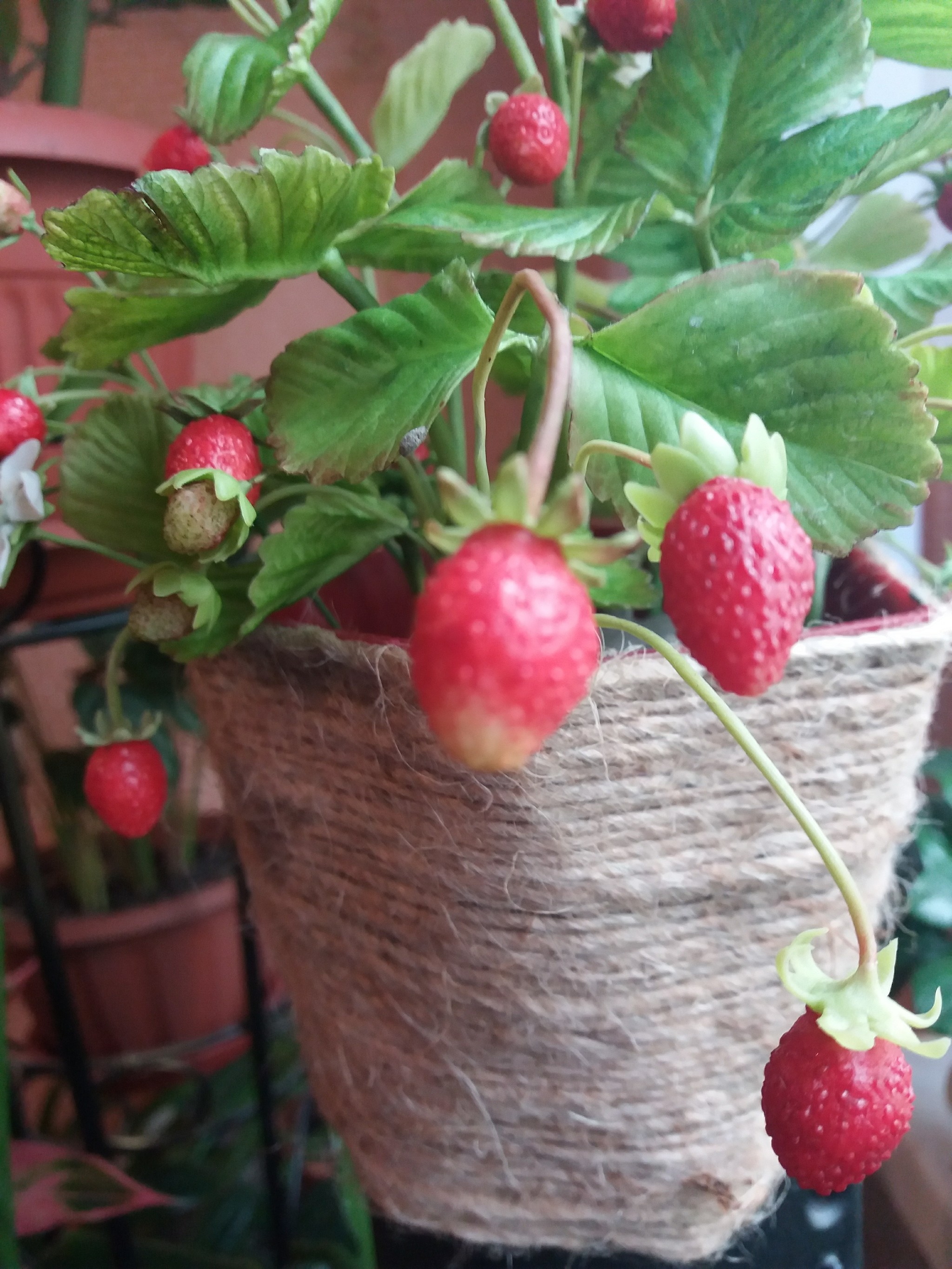 Strawberry - Cold porcelain, Handmade, Strawberry, Summer, Longpost